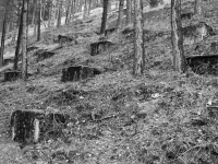 https://www.imd.tu-braunschweig.de/files/gimgs/th-124_124_28grounding-relicts-in-the-hirschbachtal.jpg