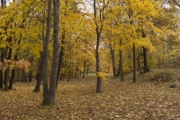 https://www.imd.tu-braunschweig.de/files/gimgs/th-83_83_buchenwald08.jpg
