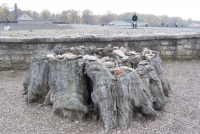 https://www.imd.tu-braunschweig.de/files/gimgs/th-83_83_buchenwald37.jpg